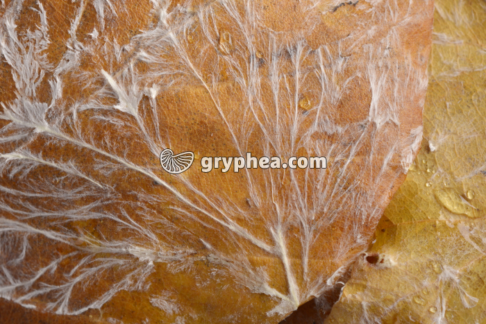 Mycelium - gryphea.org